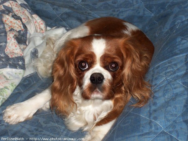 Photo de Cavalier king charles spaniel