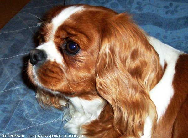 Photo de Cavalier king charles spaniel