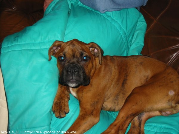 Photo de Boxer