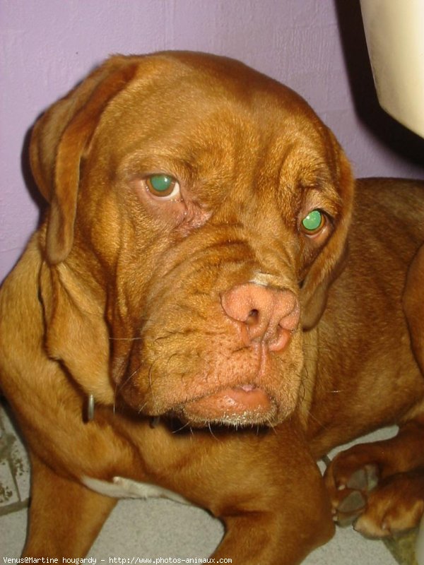 Photo de Dogue de bordeaux