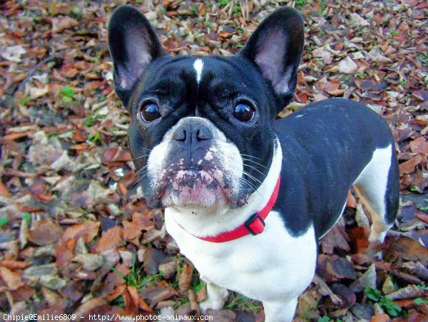 Photo de Bouledogue franais