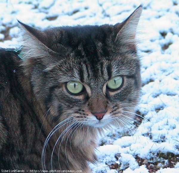 Photo de Chat domestique