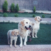 Photo de Golden retriever