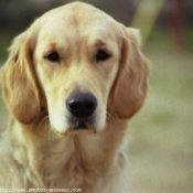 Photo de Golden retriever