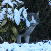 Photo de Chat domestique