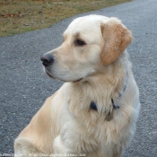 Photo de Golden retriever