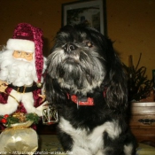 Photo de Lhassa apso