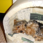 Photo de Yorkshire terrier