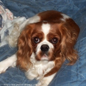 Photo de Cavalier king charles spaniel