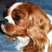 Photo de Cavalier king charles spaniel