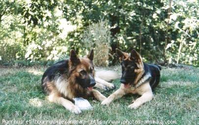 Photo de Berger allemand  poil court