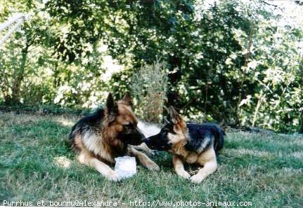 Photo de Berger allemand  poil court