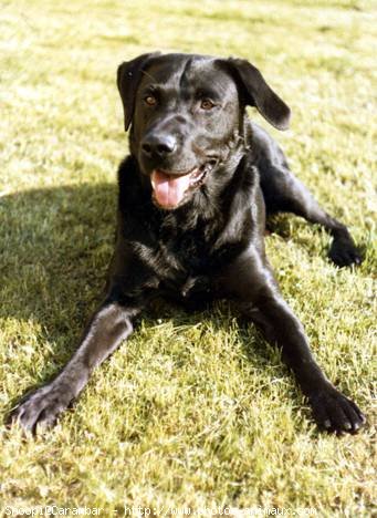 Photo de Labrador retriever