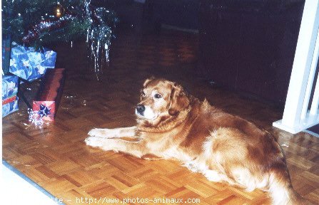 Photo de Golden retriever