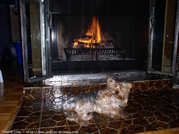 Photo de Yorkshire terrier