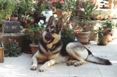 Photo de Berger allemand  poil court