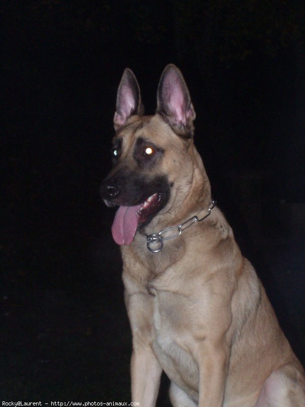 Photo de Berger belge malinois