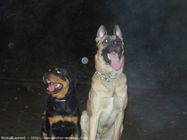 Photo de Berger belge malinois