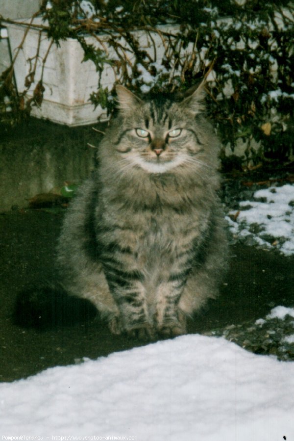 Photo de Chat domestique