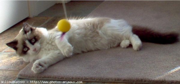 Photo de Ragdoll