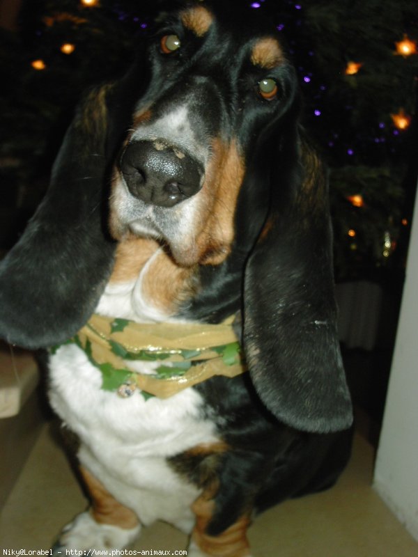 Photo de Basset hound