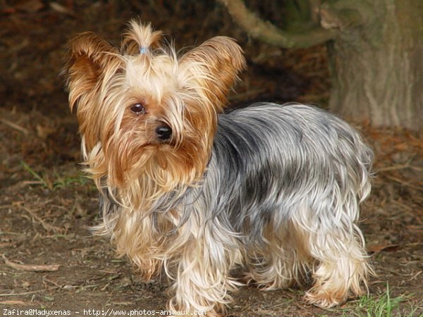 Photo de Yorkshire terrier