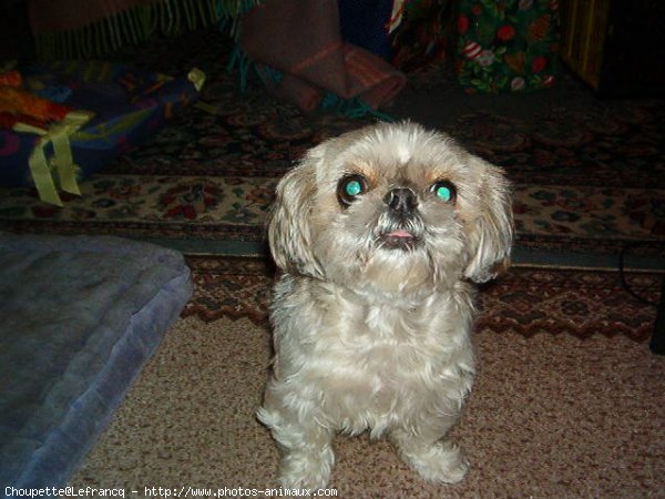 Photo de Shih tzu