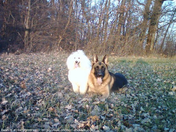 Photo de Races diffrentes