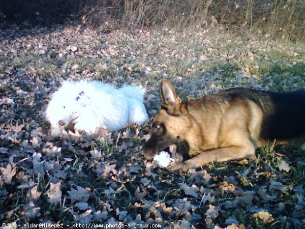 Photo de Races diffrentes