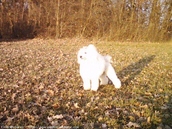 Photo de Caniche moyen