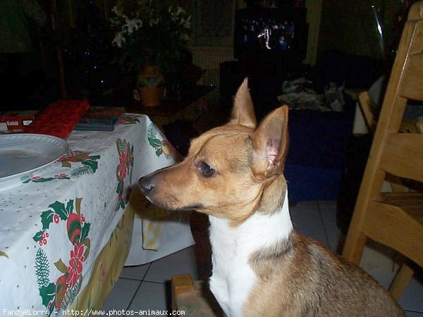 Photo de Jack russell terrier