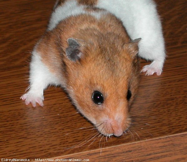 Photo de Hamster