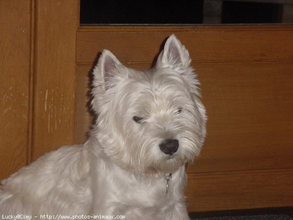 Photo de West highland white terrier