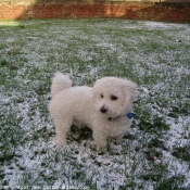 Photo de Bichon  poil fris