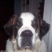 Photo de Saint-bernard poil long