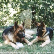 Photo de Berger allemand  poil court