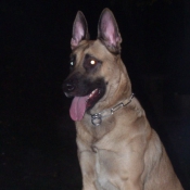 Photo de Berger belge malinois