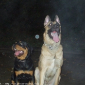 Photo de Berger belge malinois