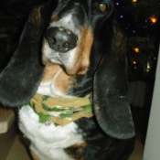 Photo de Basset hound