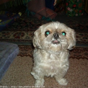 Photo de Shih tzu