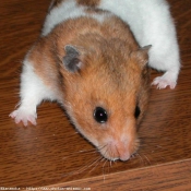 Photo de Hamster