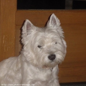 Photo de West highland white terrier