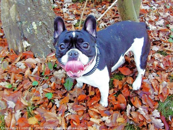 Photo de Bouledogue franais