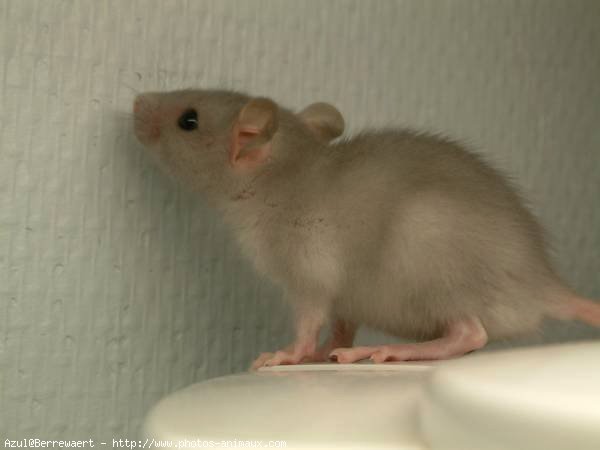 Photo de Rat