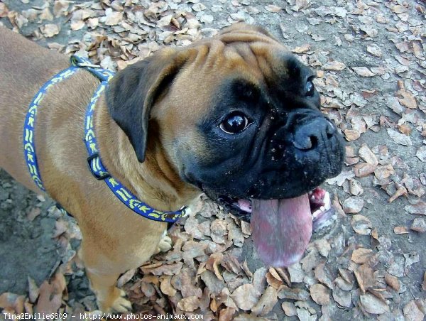 Photo de Boxer