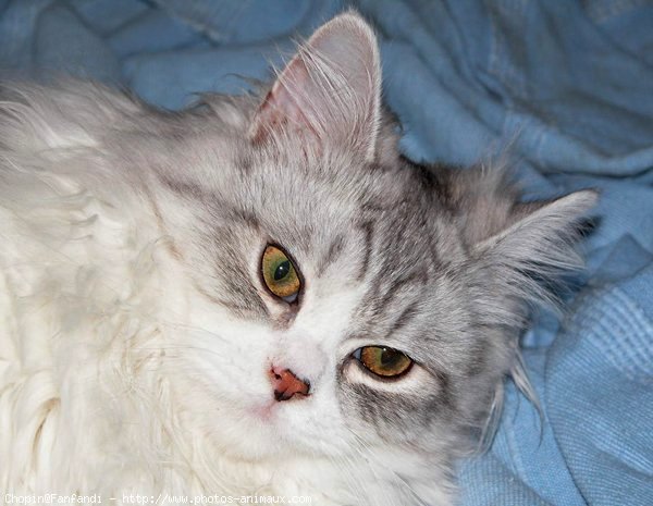 Photo de British longhair