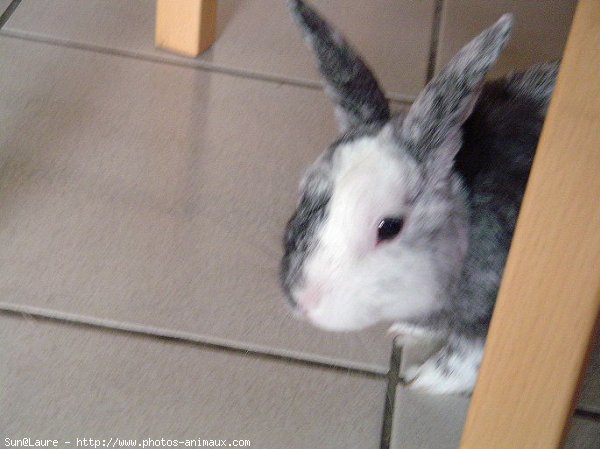 Photo de Lapin