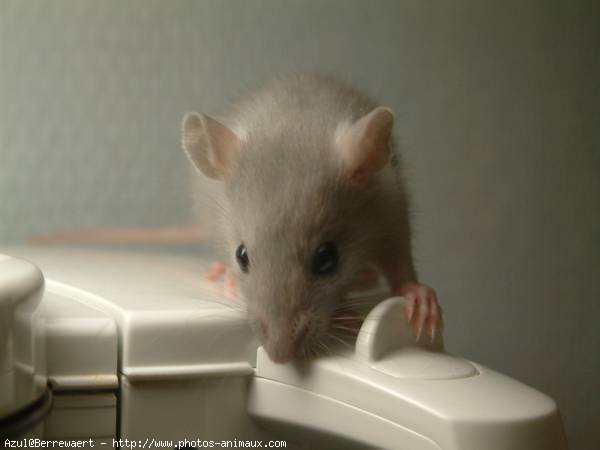 Photo de Rat