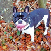 Photo de Bouledogue franais