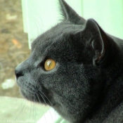 Photo de Chartreux